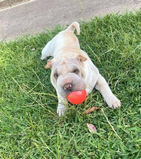 Shar-Pei Colors: All 21 Coat Colors Explained With Pictures