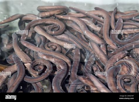 Hagfish Teeth