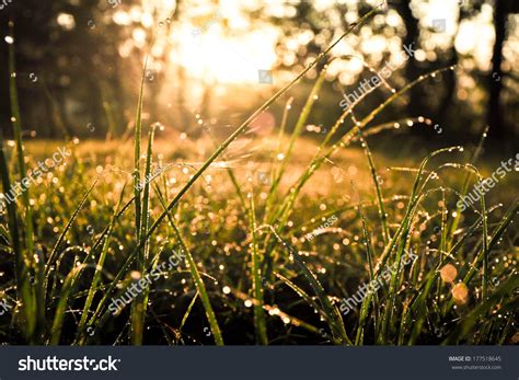 Fresh Morning Dew On Spring Grass Natural Background Close Up Stock