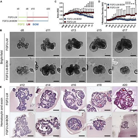 Frontiers Primary Mammary Organoid Model Of Lactation And Involution