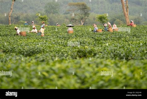 Bokakhat India 20 April 2024 Women Tea Pluckers Plucking Tea Leaves At A Tea Estate In