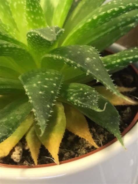 Aloe Plant Bottom Leaves Turning Yellow And Soft R Succulents