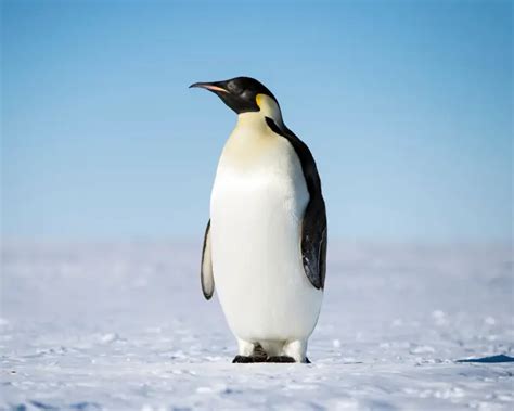 Emperor Penguin | Animal Bio Wiki | Fandom