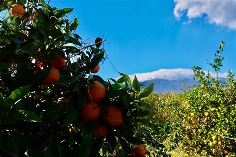 Flavors Of Sicily Blood Oranges