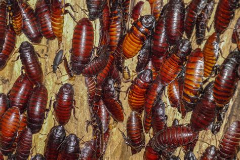 Les différences entre blatte de jardin et cafard de jardin