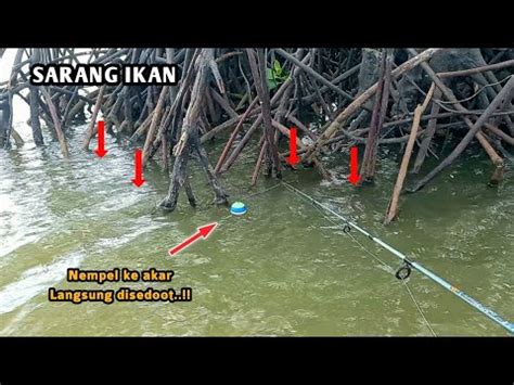 Benar Dugaanku Di Bawah Akar Pohon Seperti Ini Pasti Banyak Ikan