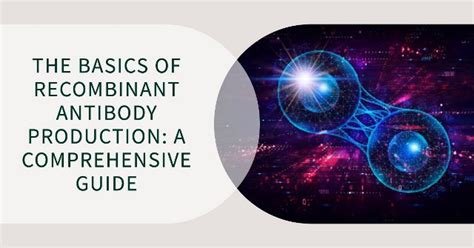 The Basics Of Recombinant Antibody Production A Comprehensive Guide Biomatik