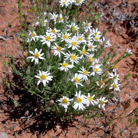 SEINet Portal Network Chaetopappa Ericoides