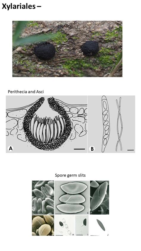 Slide3 Culham Research Group