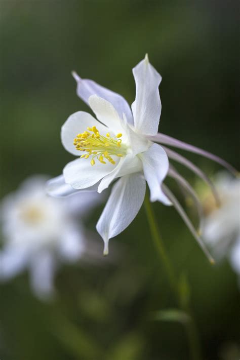 Aquilegia Caerulea Kristall Seeds £275 From Chiltern Seeds