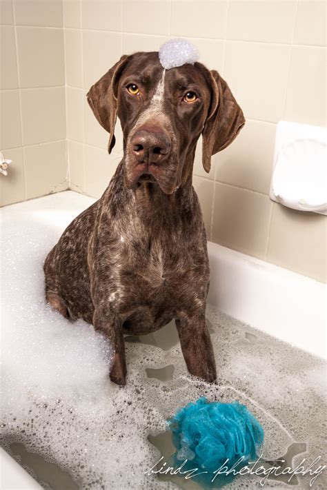 Bubble Bath Dogue Style Project Successful D Pointer Puppies