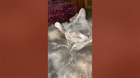 The True Meaning Of Feline Love A Beautiful Cat Video Youtube