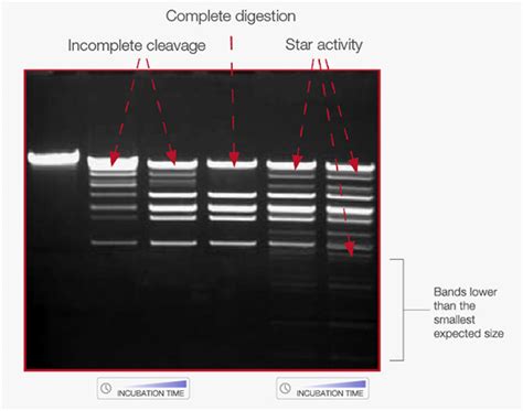 Biob Lecture Restriction Mapping Ligation Diagram Quizlet