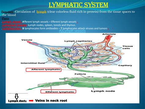 Solution Slides For Lymph System Lymphatic Drainage Of Upper Limb