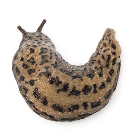 Leopard Slug Limax Maximus In Front Of White Stock Image Image Of