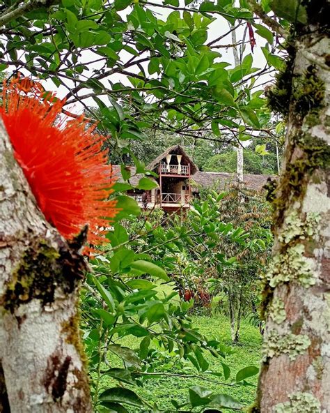 Natural Refuge In The Tropical Rainforest Amazon Lodge Rainforest