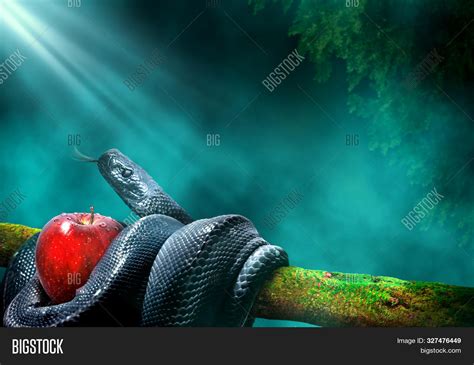 Black Snake Apple Image & Photo (Free Trial) | Bigstock