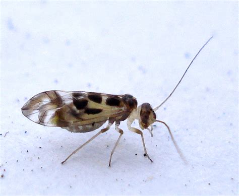 Graphopsocus Cruciatus Putnam County Site Observations Lice Thrips