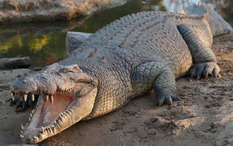 Crocodile Sex Frenzy In Australia Triggered By Chinook Helicopters