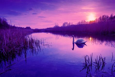 Magical Sunset In The Countryside Swan Swimming In The Lake Stock