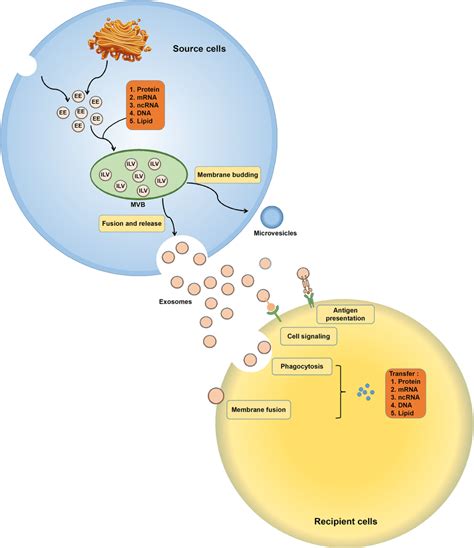 The Formation And Regulatory Mechanism Of Exosomes Exosome Biogenesis