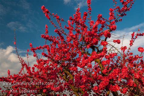 Early Double Red Flowering Peach Prunus Persica Creatorspalette