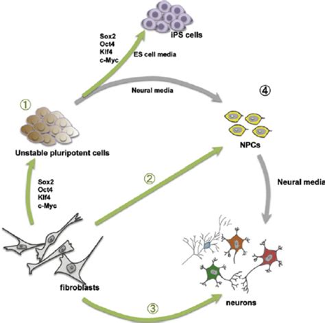 Direct Versus Indirect Reprogramming Long Expression Of The Four