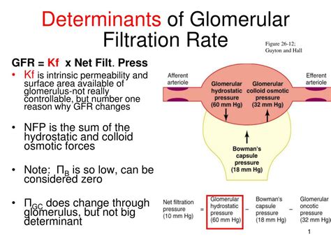 Ppt Determinants Of Glomerular Filtration Rate Powerpoint