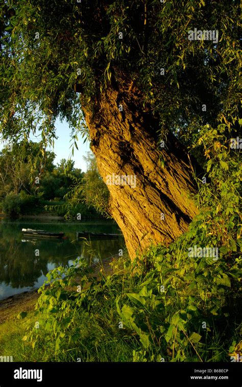 crack willow salix fragilis in evening sunlight by a lake with a boat ...