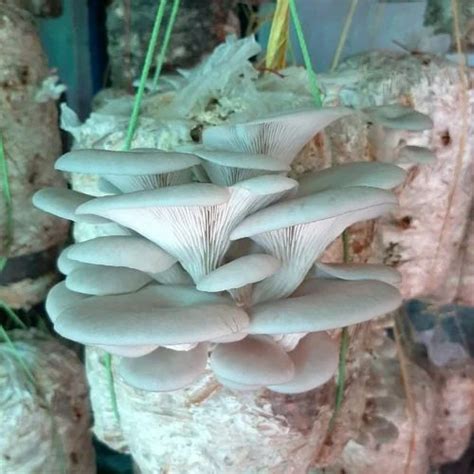 Calocybe Indica Milky Mushroom In Choto Kanthalia Kolkata Bengal