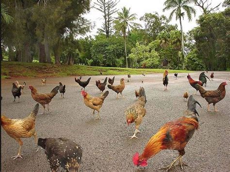 Is It True That The Wild Chickens On Kauai Are No Good To Eat R Hawaii