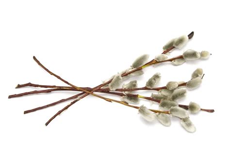 14,768 Catkin Stock Photos, Images | Download Catkin Pictures on ...