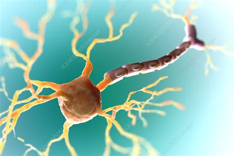 Multipolar Neuron Artwork Stock Image C020 6312 Science Photo