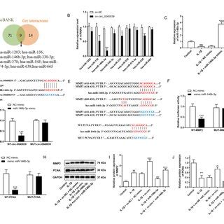 Hsa Circ Promotes Cell Proliferation And Ecm Degeneration