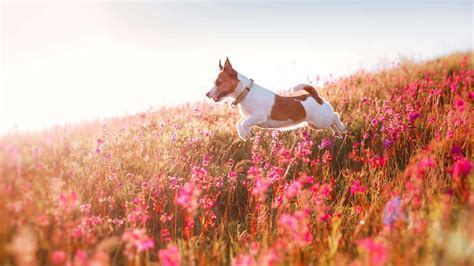 Grasmilben Bei Hunden Und Katzen Erkennen Und Richtig Behandeln