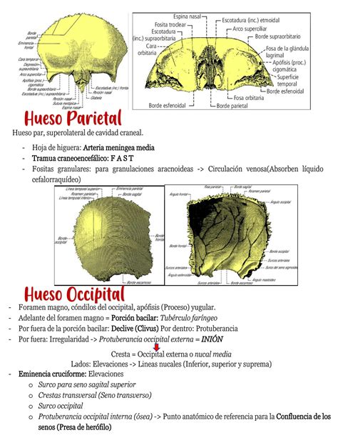 Solution Anatom A Huesos Cr Neo Y Cara Studypool