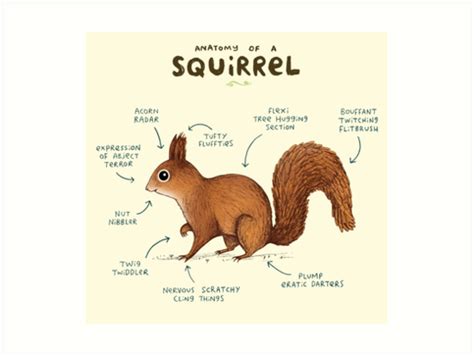 "Anatomy of a Squirrel" Art Prints by Sophie Corrigan | Redbubble