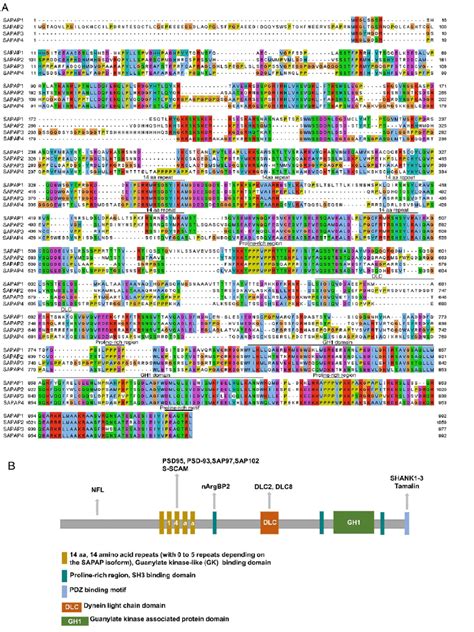 Structure And Domains Of Sapap Proteins A Amino Acid Sequence