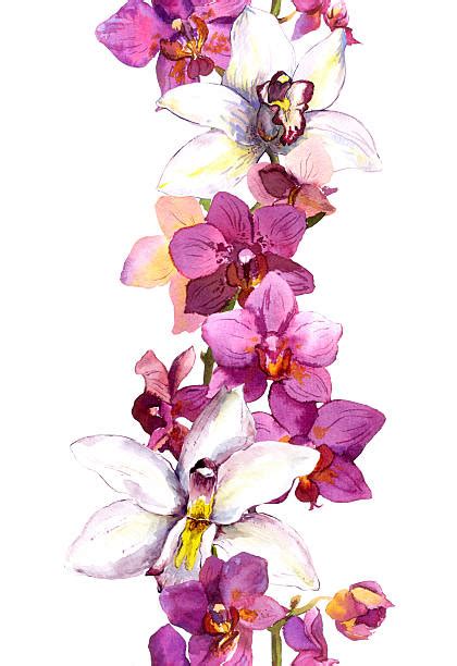 Royalty Free Orchid Clip Art Vector Images And Illustrations Istock