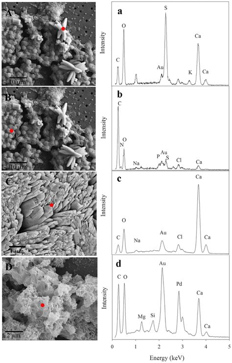 Sem Images And Elemental Composition Sem Images Of Typical Columnar