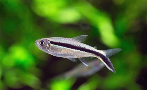 Bloodfin Tetra Aphyocharax Anisitsi Ultimate Care Guide Fish