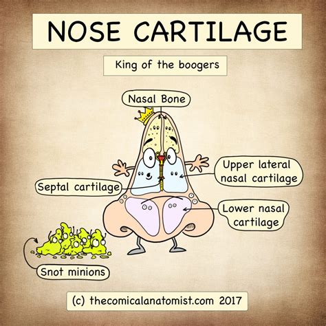 Nose Cartilage Archives - The Comical Anatomist