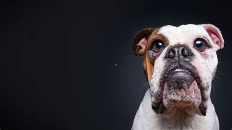 Dog Jowls: Why Do Some Dogs Have Droopy Cheeks? – PawSafe