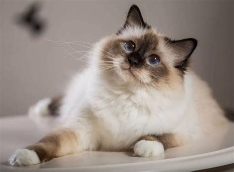 An Introduction To Himalayan Cats How Much Does A Himalayan Cat Cost