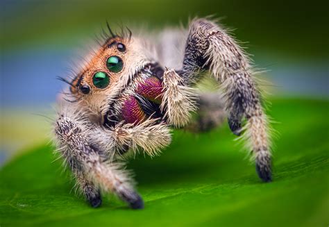 Filefemale Jumping Spider Phidippus Regius Florida Wikimedia