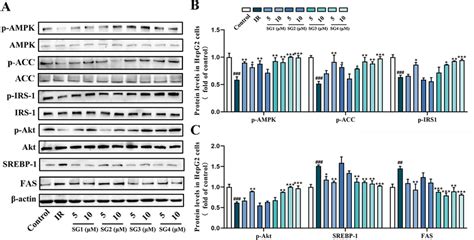 Western Blot Analysis Of Protein Expression Levels Of Ampk Signaling Download Scientific