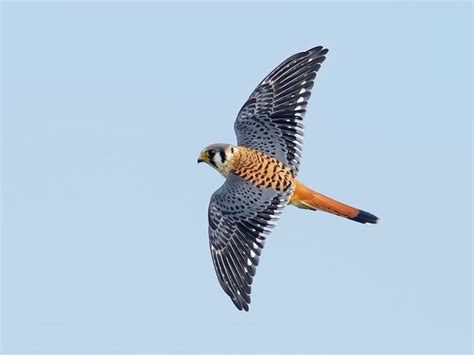 Female American Kestrels Male Vs Female Identification Birdfact