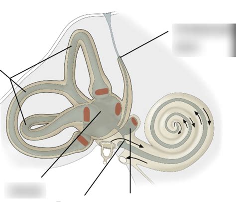 vestibular system Diagram | Quizlet