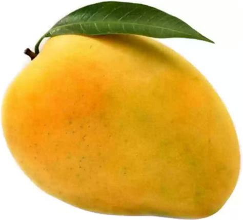 Rich Taste Alphonso Mangoes at Best Price in Mumbai | Yasmeen Beauty ...