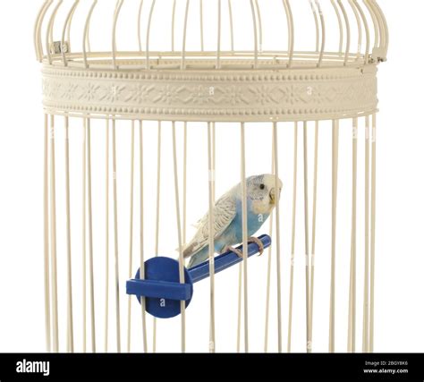 Cute blue budgie in cage on white background Stock Photo - Alamy